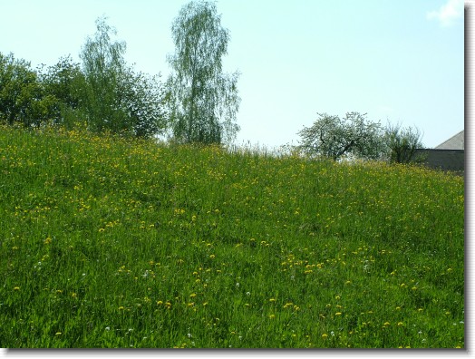 Nächstes Bild