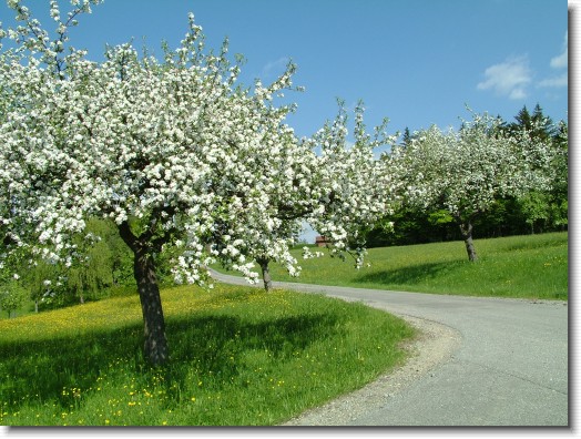 Nächstes Bild