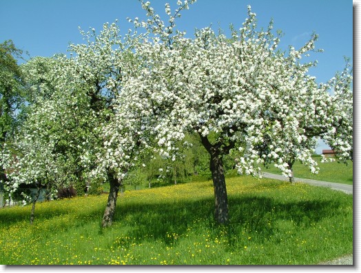 Nächstes Bild