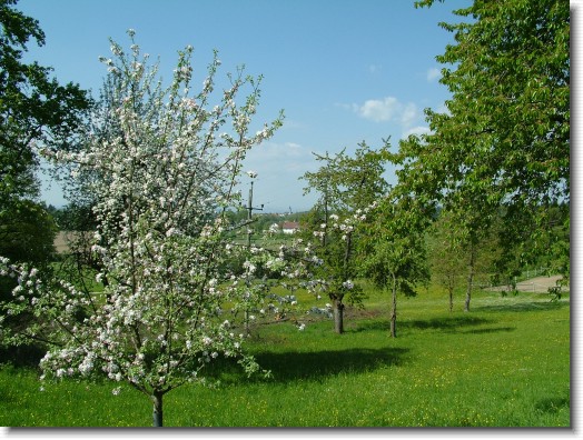 Nächstes Bild