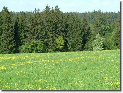 Nächstes Bild