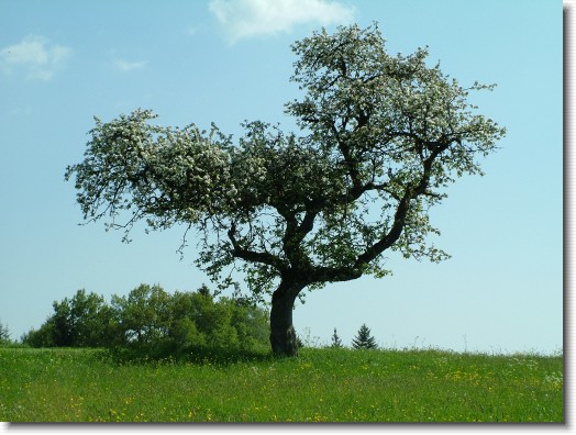 Nächstes Bild