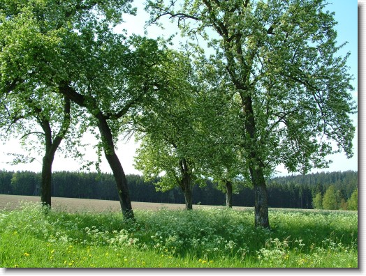 Nächstes Bild