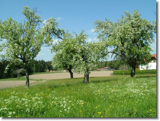 Nächstes Bild