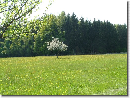 Nächstes Bild