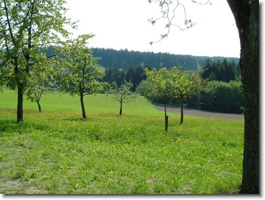 Nächstes Bild