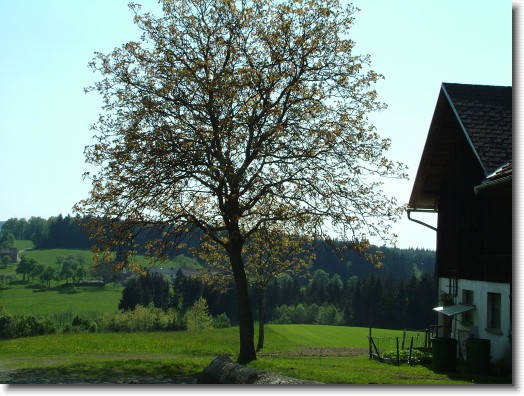 Nächstes Bild