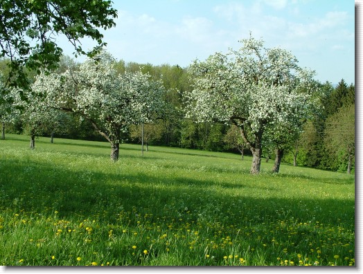 Nächstes Bild
