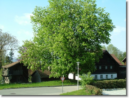 Nächstes Bild