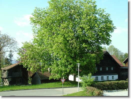 Nächstes Bild