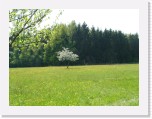 freinberger_fruehling128 * 2016 x 1512 * (1001KB)