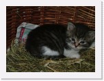 freinberger_fruehling147 * 2016 x 1512 * (844KB)